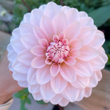 Load image into Gallery viewer, Apple Blossom