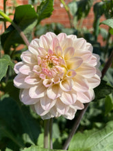 Load image into Gallery viewer, Ash Wedding (CAN)