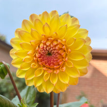 Load image into Gallery viewer, Ash LouLou (CAN)