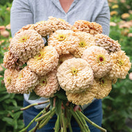 2026 ZINNIA Seedling Pre-Order
