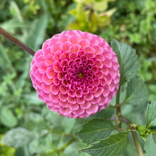 Load image into Gallery viewer, Koko Puff