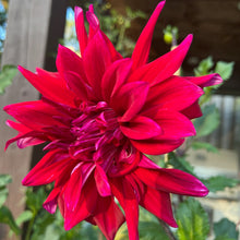 Load image into Gallery viewer, AC Dark Horse