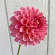 Load image into Gallery viewer, Westerton Pearl