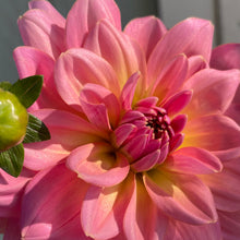 Load image into Gallery viewer, Southern Belle