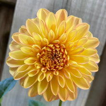 Load image into Gallery viewer, Rossendale Peach