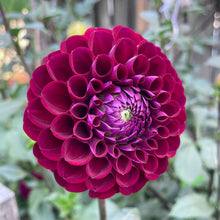 Load image into Gallery viewer, Ivanetti