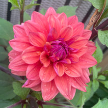 Load image into Gallery viewer, American Dawn