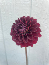 Load image into Gallery viewer, Bowser Pam (CAN)