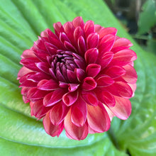 Load image into Gallery viewer, Bowser Valiant (CAN)