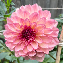 Load image into Gallery viewer, Bacardi