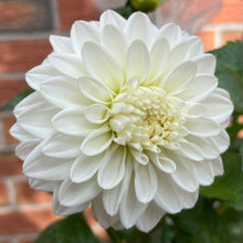 Load image into Gallery viewer, Bowser Cloud (CAN)