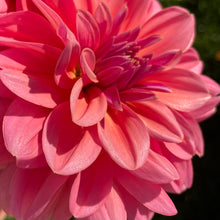 Load image into Gallery viewer, Southern Belle