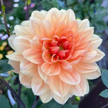 Load image into Gallery viewer, Apricot Desire