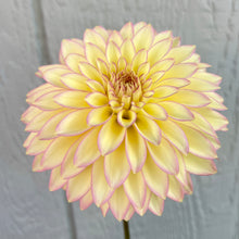 Load image into Gallery viewer, Bloomquist Blush