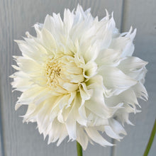 Load image into Gallery viewer, Ash Hillie (CAN)