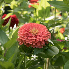 Load image into Gallery viewer, 2026 ZINNIA Seedling Pre-Order