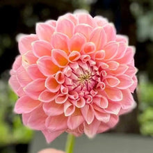 Load image into Gallery viewer, Castle Drive