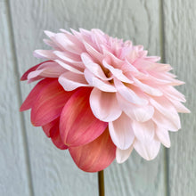 Load image into Gallery viewer, Apple Blossom