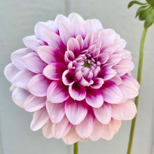 Load image into Gallery viewer, Aitara Diadem