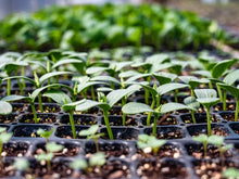 Load image into Gallery viewer, 2026 Native Wildflower Seedling Pre-Order