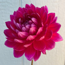 Load image into Gallery viewer, Hollyhill Pandora