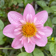 Load image into Gallery viewer, Windyhill Cherry Bloom (CAN)