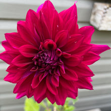 Load image into Gallery viewer, AC Kahuna