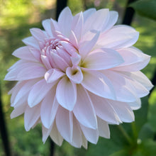 Load image into Gallery viewer, Budapest Blush (CAN)