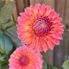 Load image into Gallery viewer, Polventon Kristobel