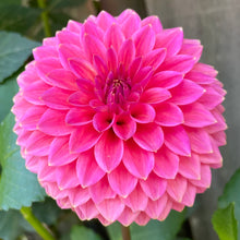 Load image into Gallery viewer, Polventon Kristobel