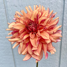 Load image into Gallery viewer, N-Force