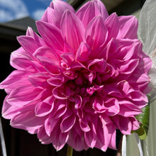 Load image into Gallery viewer, Lavender Perfection