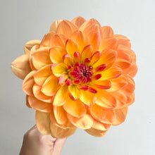 Load image into Gallery viewer, Pam Howden