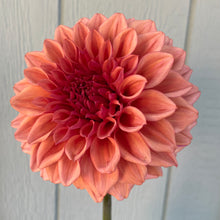 Load image into Gallery viewer, Orange Globe