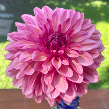 Load image into Gallery viewer, Bacardi