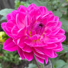 Load image into Gallery viewer, Lyn's Lexi (CAN)