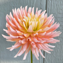 Load image into Gallery viewer, Van Isle Skipbo (CAN)