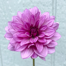 Load image into Gallery viewer, Blue Bell