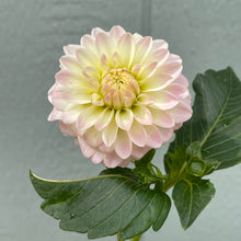 Load image into Gallery viewer, Tahoma Little One
