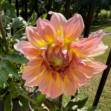 Load image into Gallery viewer, Papageno
