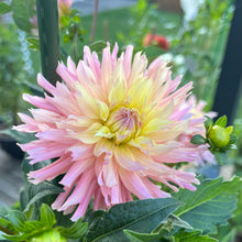 Load image into Gallery viewer, Ferncliff Cameo (CAN)