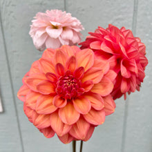 Load image into Gallery viewer, Apple Blossom