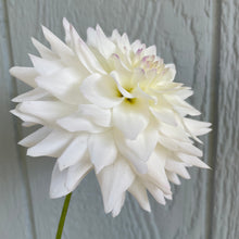 Load image into Gallery viewer, Bowser Mr Jack (CAN)