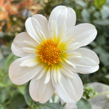 Load image into Gallery viewer, Alpen Cherub