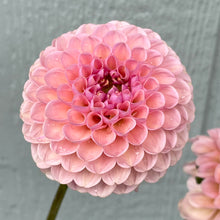Load image into Gallery viewer, Hamari Rose