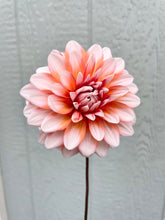 Load image into Gallery viewer, A La Mode