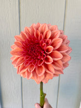 Load image into Gallery viewer, Orange Globe