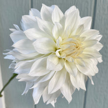 Load image into Gallery viewer, Ash Hillie (CAN)