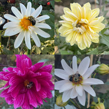 Load image into Gallery viewer, Dahlia Seeds - Bees Friend