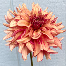 Load image into Gallery viewer, N-Force